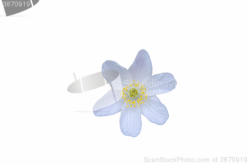 Image of White anemone cut out