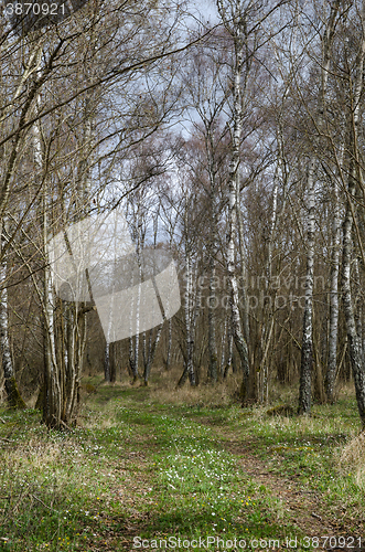 Image of Trail through the woods at spring