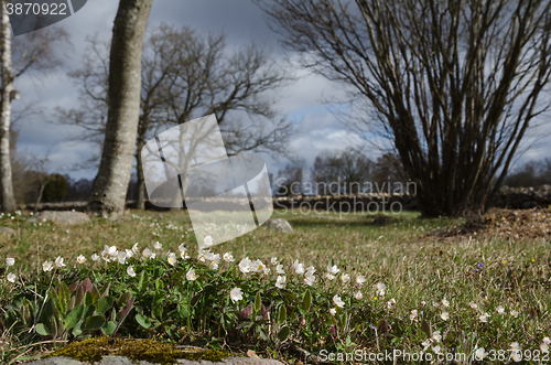 Image of Springtime in the countryside