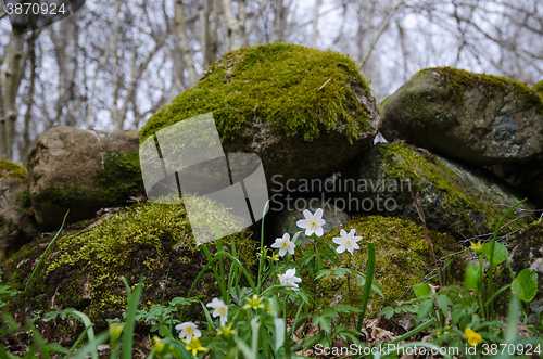 Image of Spring flowers by a mossy stone wall