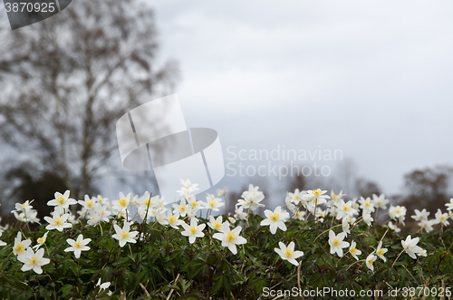 Image of White flowers closeup