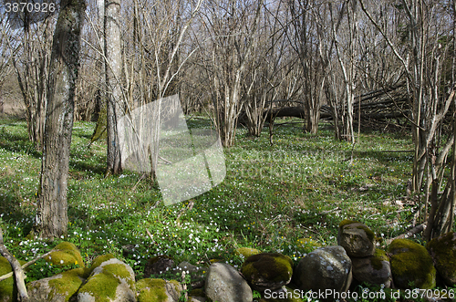 Image of Springtime in the woods