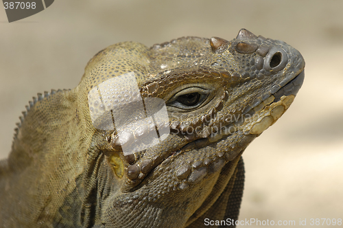 Image of Komodo reptile is looking