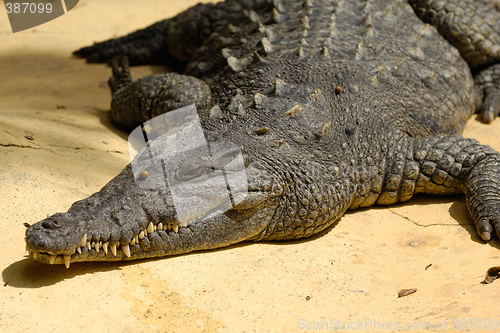 Image of Crocodile is resting in the sun