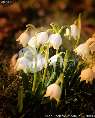 Image of Beautiful spring snowdrops