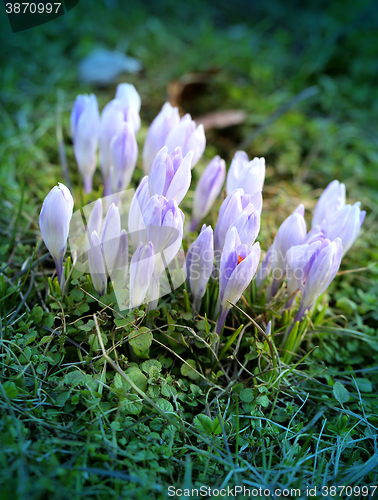 Image of Beautiful spring primroses crocuses