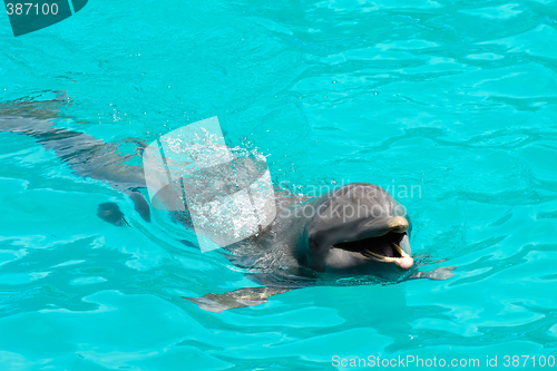 Image of Happy dolphin swimming in blue water