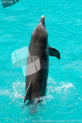 Image of Dolphin is jumping in the water