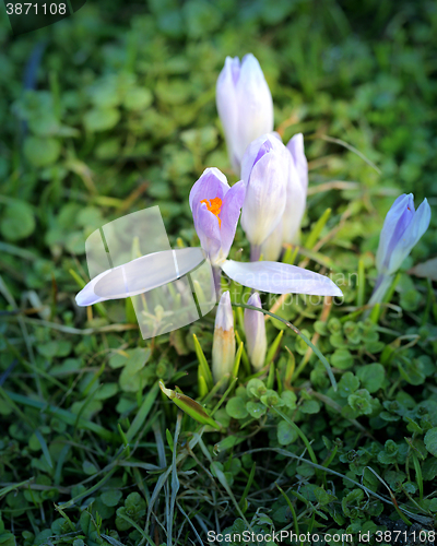 Image of Beautiful spring snowdrops