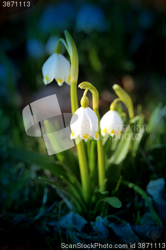 Image of Beautiful spring snowdrops