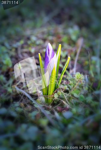 Image of Beautiful spring primroses crocuses