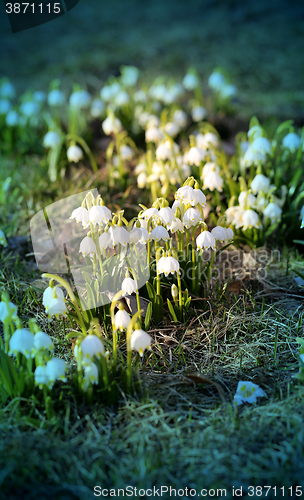 Image of Beautiful spring snowdrops