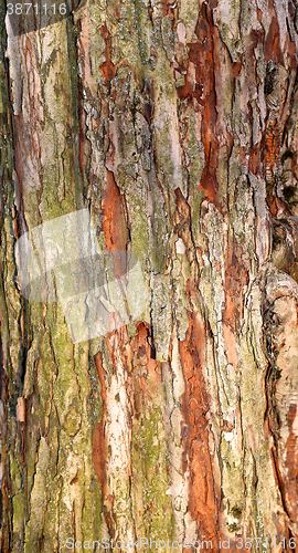 Image of  structure the bark of a tree