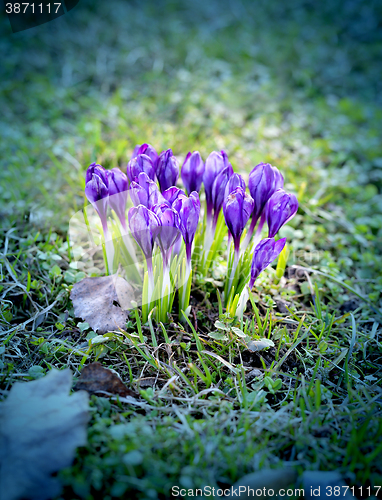 Image of Beautiful spring primroses crocuses