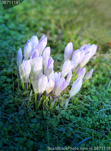 Image of Beautiful spring primroses crocuses