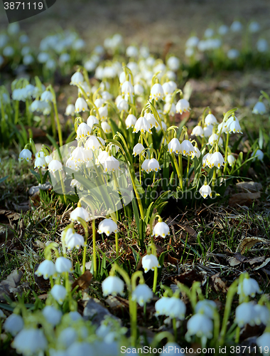 Image of Beautiful spring snowdrops