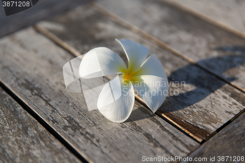 Image of close up of white beautiful exotic flower on wood