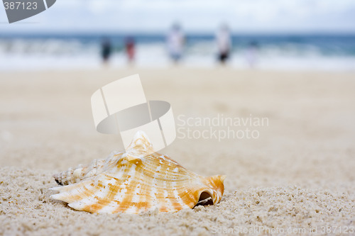 Image of Shell on beach