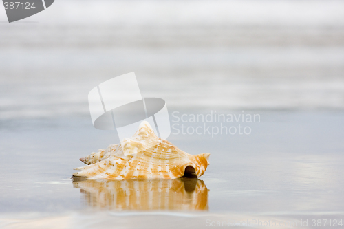 Image of Shell on wet beach