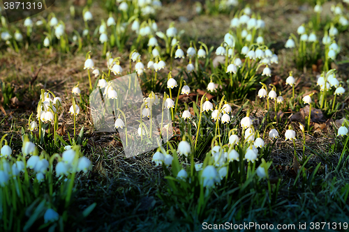 Image of Beautiful spring snowdrops