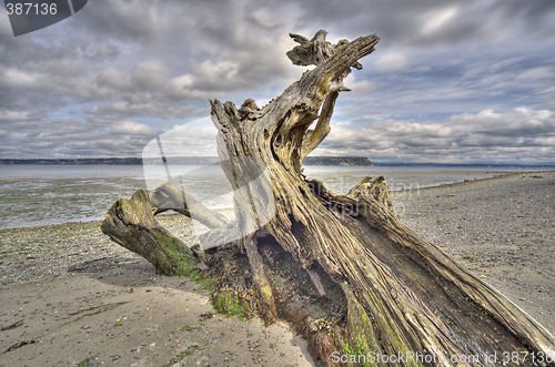 Image of Driftwood on Whidbey Island, Washington