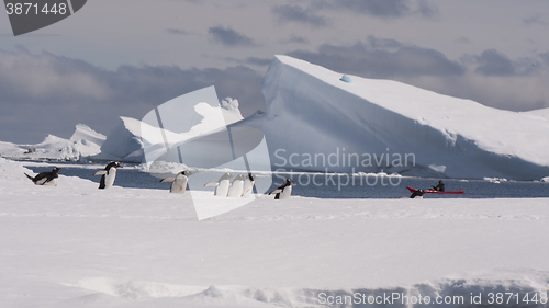 Image of Gentoo Penguin in Antarctica