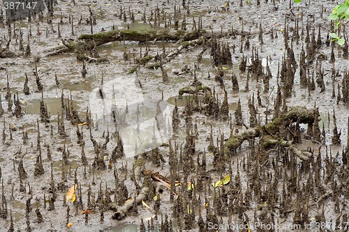 Image of Mangroove swamp

