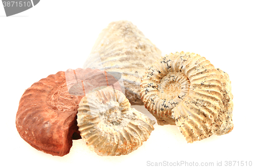 Image of ammonite fossil isolated