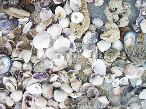 Image of sea shells background
