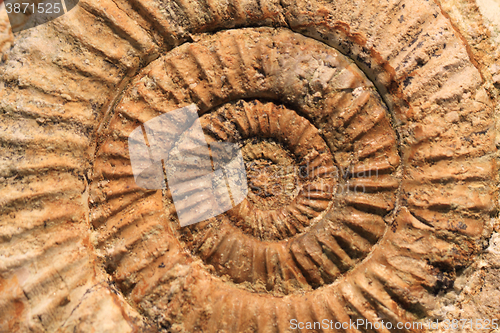 Image of ammonite fossil texture