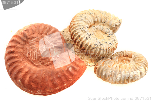 Image of ammonite fossil isolated