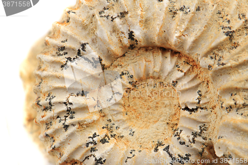 Image of ammonite fossil isolated