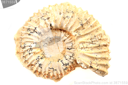 Image of ammonite fossil isolated