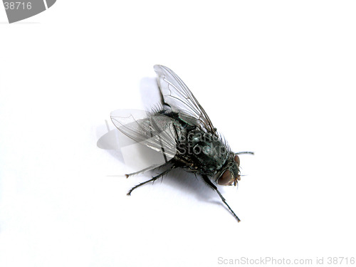 Image of fly