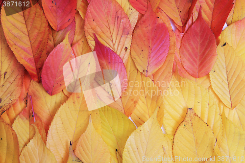 Image of autumn leaves texture