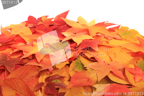 Image of autumn leaves texture