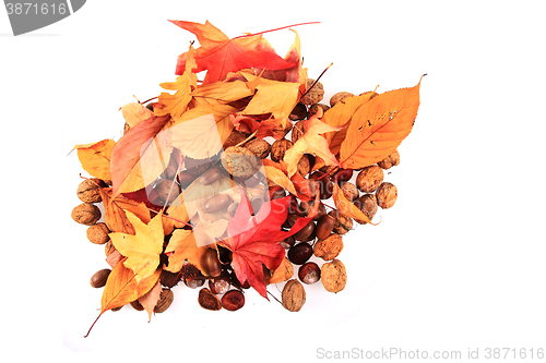 Image of autumn acorn and other autumn souvenirs