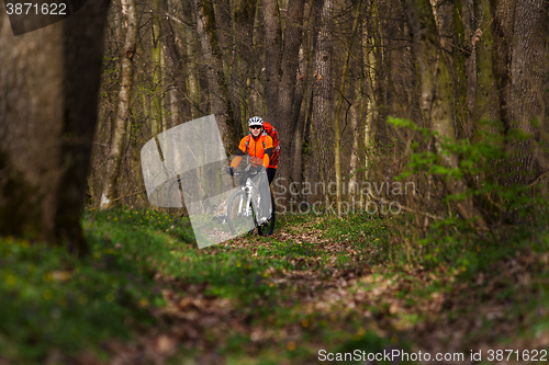 Image of Mountain Bike cyclist riding single track