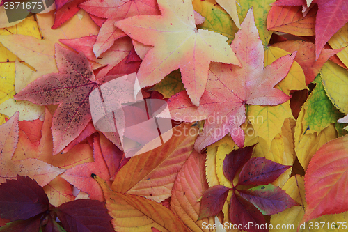 Image of autumn leaves texture