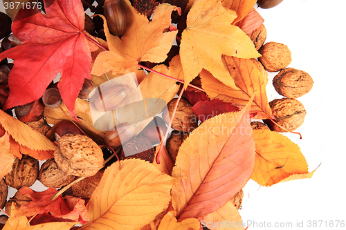 Image of autumn acorn and other autumn souvenirs