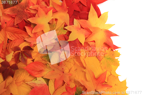 Image of autumn leaves texture