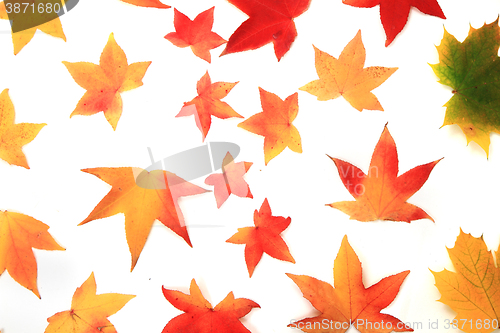 Image of autumn leaves texture