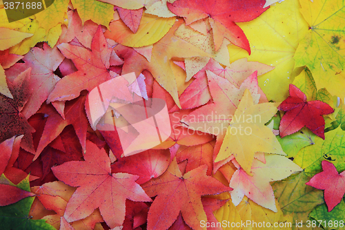 Image of autumn leaves texture