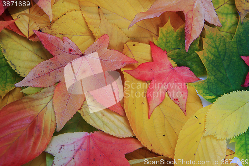Image of autumn leaves texture