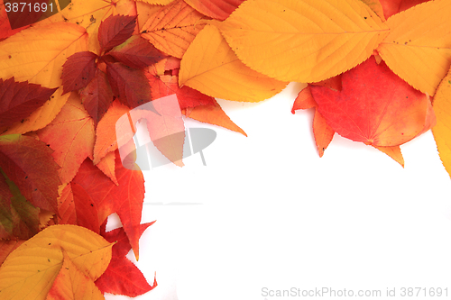 Image of autumn leaves texture