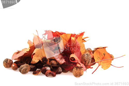 Image of autumn acorn and other autumn souvenirs