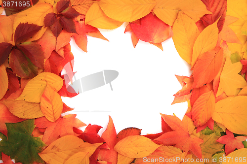 Image of autumn leaves texture