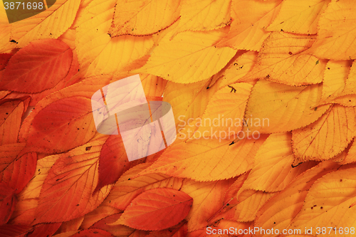 Image of autumn leaves texture