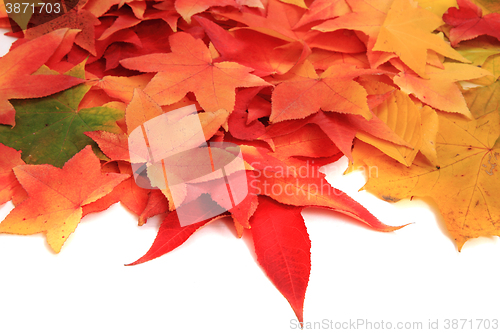 Image of autumn leaves texture