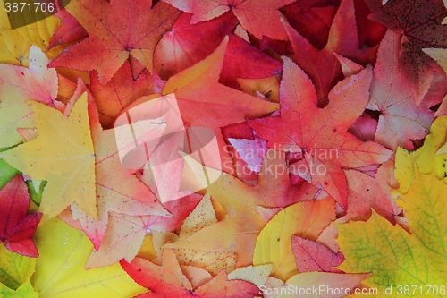 Image of autumn leaves texture